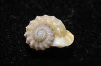 鋼石花冠螺藏品圖，第2張