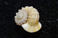 鋼石花冠螺藏品圖，第3張