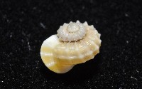 鋼石花冠螺藏品圖，第4張