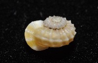 鋼石花冠螺藏品圖，第5張