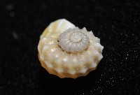 鋼石花冠螺藏品圖，第6張