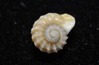 鋼石花冠螺藏品圖，第7張