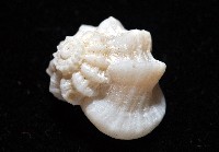 盔甲花冠螺藏品圖，第3張