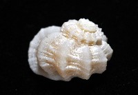 盔甲花冠螺藏品圖，第5張