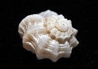 盔甲花冠螺藏品圖，第6張