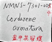 盔甲花冠螺藏品圖，第12張