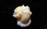 城堡花冠螺藏品圖，第4張