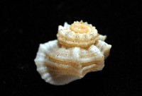城堡花冠螺藏品圖，第5張