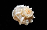 城堡花冠螺藏品圖，第6張