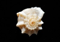 城堡花冠螺藏品圖，第7張