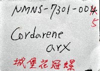 城堡花冠螺藏品圖，第12張