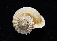球花冠螺藏品圖，第3張