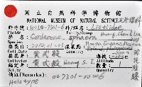 球花冠螺藏品圖，第14張
