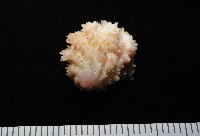 美少女花仙螺藏品圖，第8張