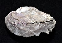 紫緣偏口蛤藏品圖，第3張