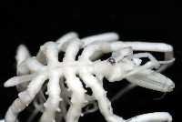疣囊吻海蜘蛛藏品圖，第4張