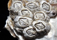 白脊管藤壺藏品圖，第2張