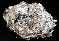 白脊管藤壺藏品圖，第3張