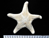中華五角海星藏品圖，第4張