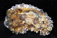 眼點枝鰓海蛞蝓藏品圖，第3張