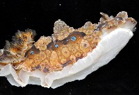 眼點枝鰓海蛞蝓藏品圖，第4張