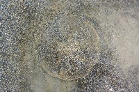 扁平蛛網海膽藏品圖，第6張