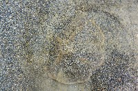 扁平蛛網海膽藏品圖，第10張