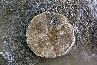 扁平蛛網海膽藏品圖，第11張