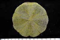 扁平蛛網海膽藏品圖，第12張