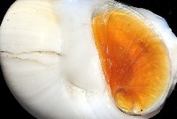 白玉螺藏品圖，第4張