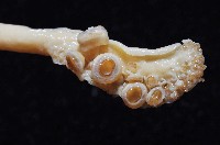 長腕烏賊藏品圖，第3張
