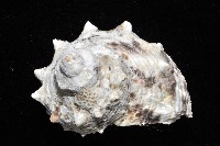 金口蠑螺藏品圖，第3張