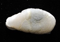 翡翠螺藏品圖，第3張