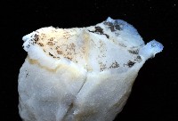 龍骨海鹿螺(龍骨截尾海兔)藏品圖，第2張