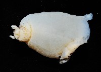 龍骨海鹿螺(龍骨截尾海兔)藏品圖，第3張