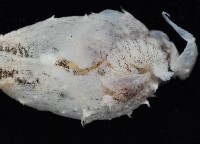 條紋背肛海兔藏品圖，第2張
