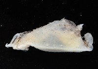 條紋背肛海兔藏品圖，第3張