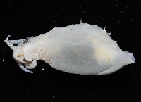 條紋背肛海兔藏品圖，第4張