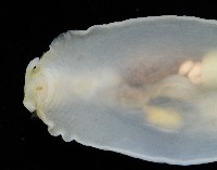 斑葉海兔藏品圖，第3張