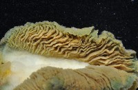 密毛平鰓海天牛藏品圖，第2張