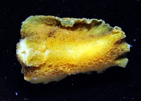 密毛平鰓海天牛藏品圖，第3張