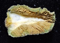 密毛平鰓海天牛藏品圖，第4張