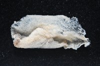 大盤扁蟲藏品圖，第2張