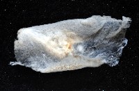 大盤扁蟲藏品圖，第3張