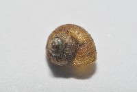 檜谷東洋蝸藏品圖，第2張