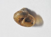 檜谷東洋蝸藏品圖，第3張