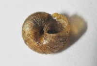 檜谷東洋蝸藏品圖，第4張
