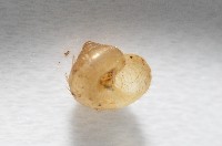 多田東洋蝸藏品圖，第4張