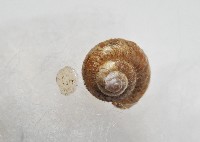 多田東洋蝸藏品圖，第3張