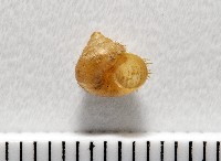 異脈東洋蝸藏品圖，第1張